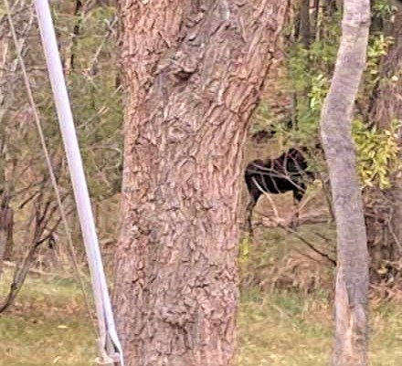 Moose in Manitou.jpg