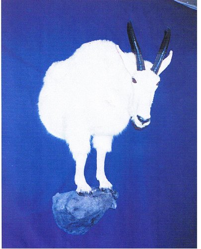 davis goat 002.jpg