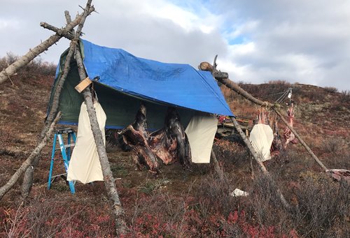 moose meat hanging.JPG moose meat hanging.JPG