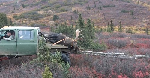 moose and meat poles.jpg moose and meat poles.jpg