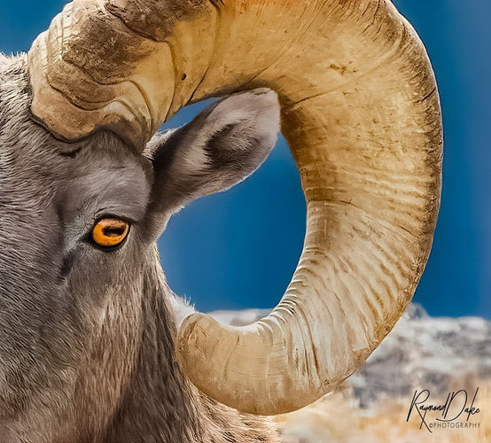 BigHorn.jpg