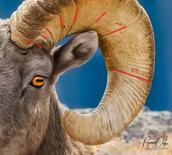 BigHorn.jpg