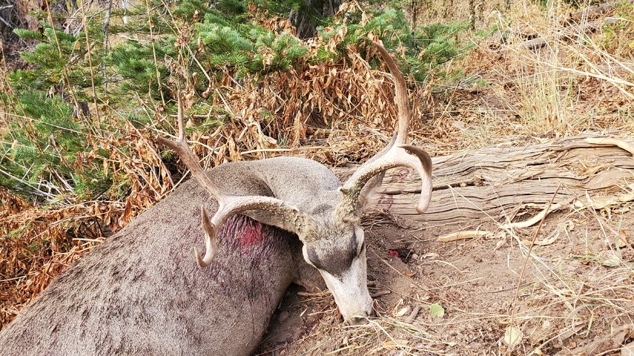 Buck 1.jpg Buck 1.jpg