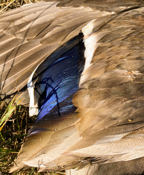 AE82A776-5220-4048-8843-32C7B6BD6EDE.jpeg AE82A776-5220-4048-8843-32C7B6BD6EDE.jpeg