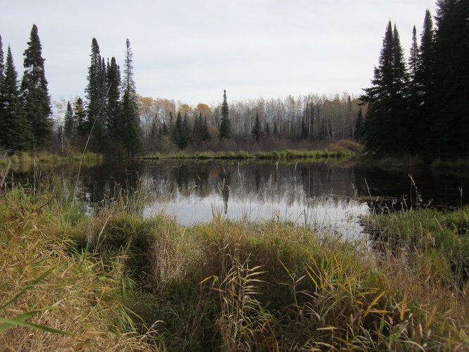Fred's Pond.JPG