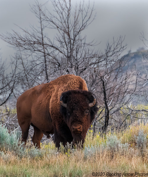 _DSC3303 Bison Flattened Web.jpg