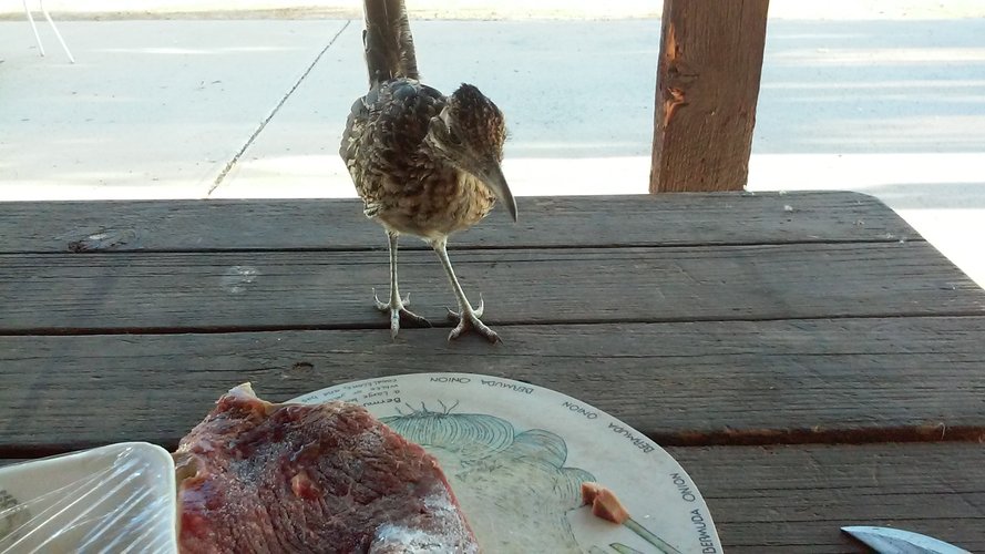 STEALING STEAK.jpg STEALING STEAK.jpg