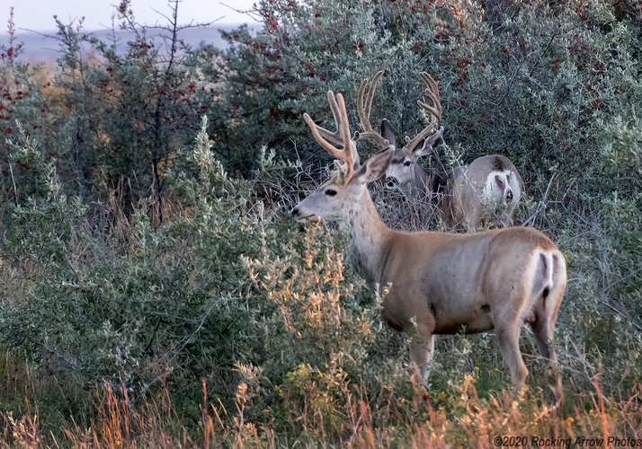 _DSC3485_Muley Bucks Flat Web.jpg