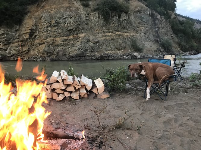 Big dog, small chair.JPG Big dog, small chair.JPG