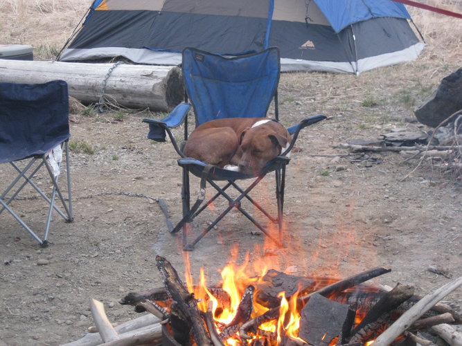 campfire pooch.JPG