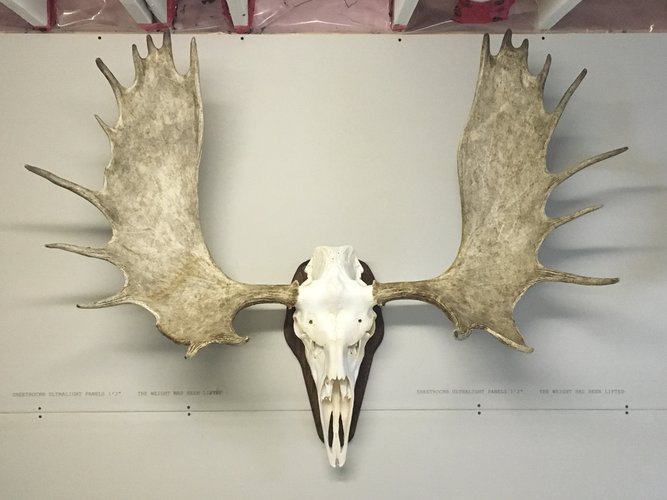 moose euro.jpg moose euro.jpg