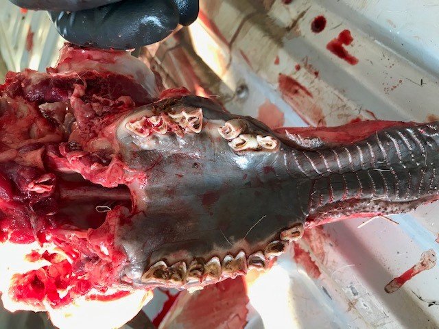 antteeth.jpg antteeth.jpg