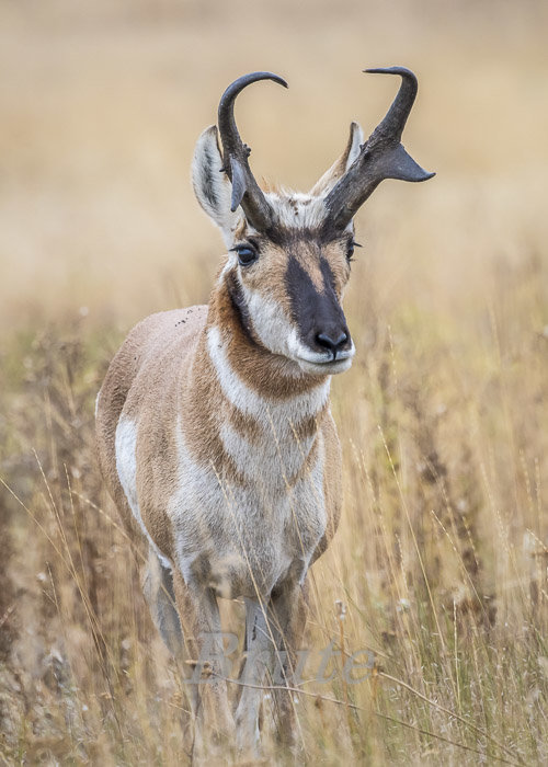 Antelope September 2020 a-4201.JPG