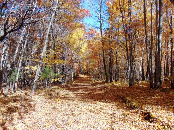 Burnett County Forest (4).JPG