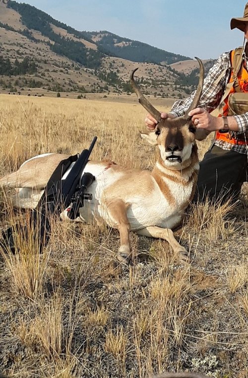 antelope.jpg antelope.jpg