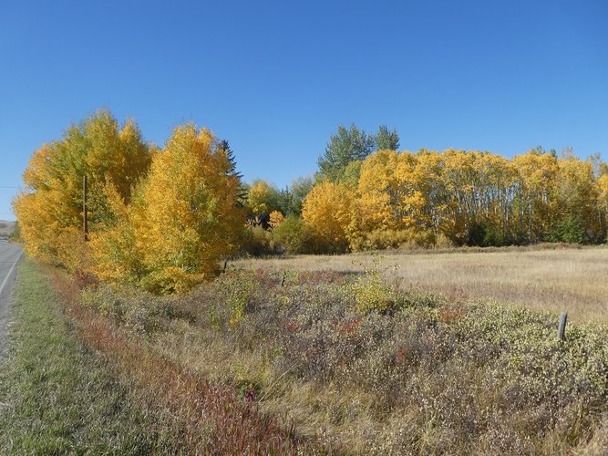 East willows and aspen grove.JPG