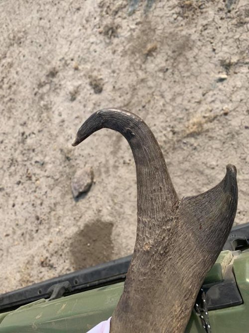 Goat Left Horn.jpg