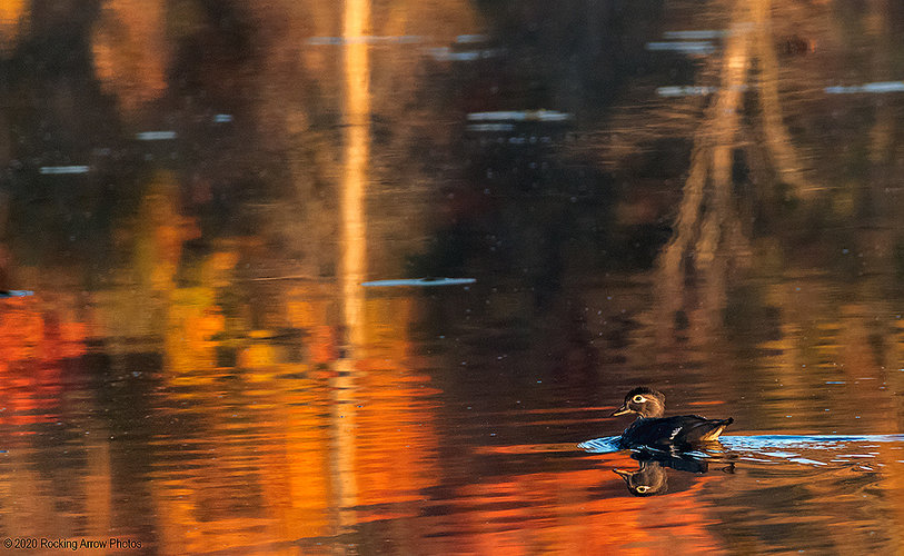 _DSC3902_Duck Layers 2 Web.jpg