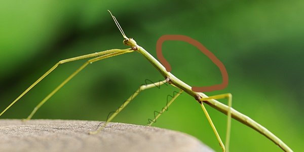 invertebrate_walking-stick_dreamnikon-GettyImages_600x300_LI.jpg