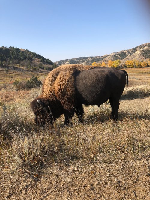 buffalo.jpg buffalo.jpg