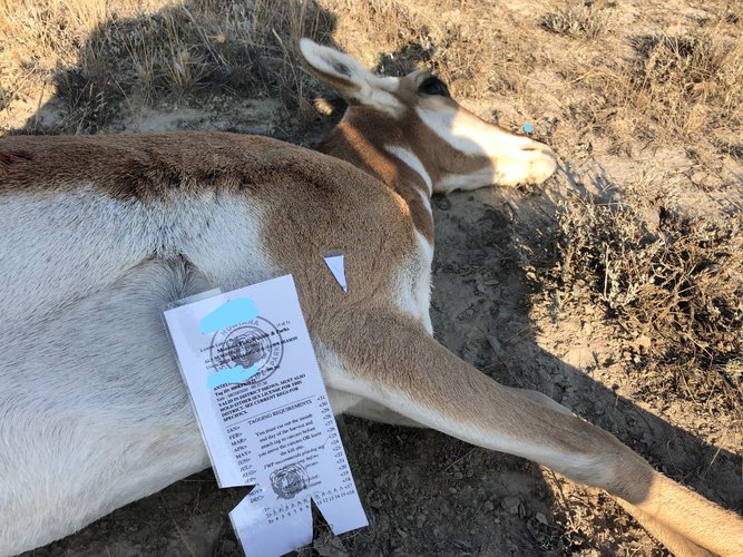 2020 doe antelope_LI.jpg 2020 doe antelope_LI.jpg