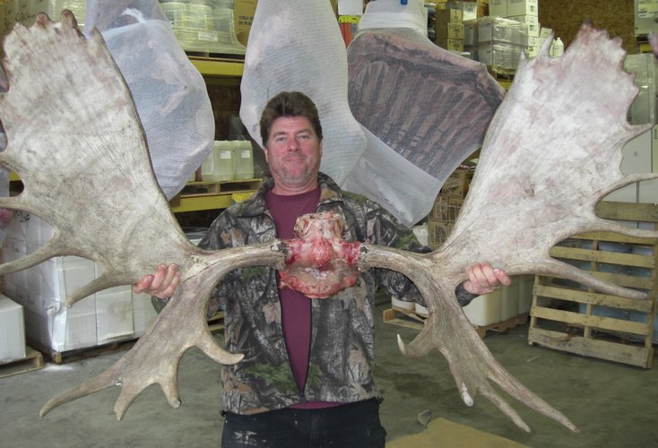 60 inch moose c.jpg 60 inch moose c.jpg