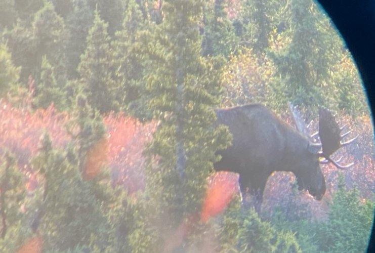 AK bull moose 2 x 2 a.JPG AK bull moose 2 x 2 a.JPG
