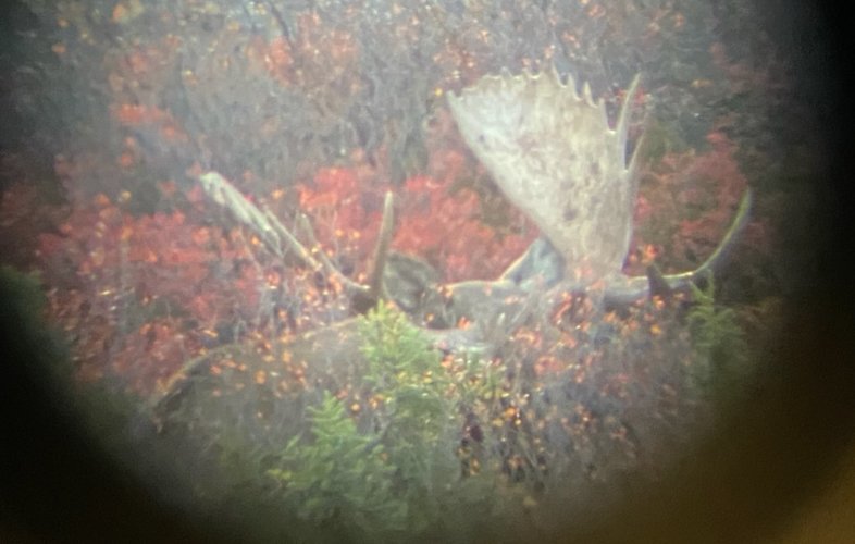 AK bull moose 2 x 2 b.JPG AK bull moose 2 x 2 b.JPG