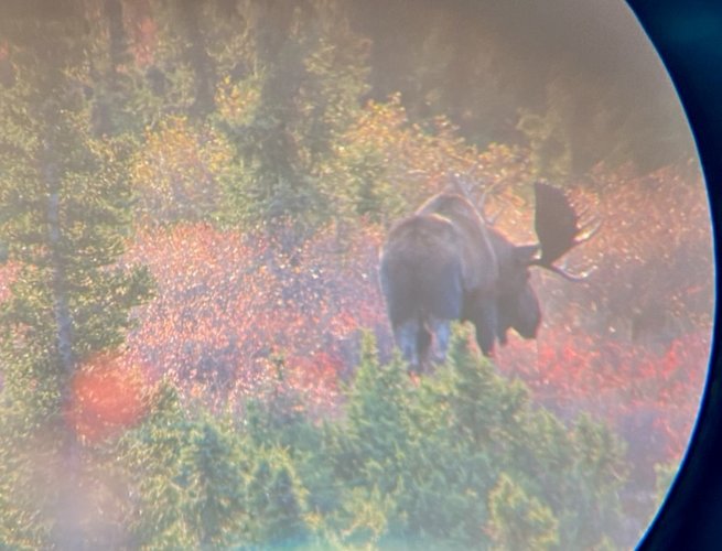 AK bull moose 2 x 2.JPG AK bull moose 2 x 2.JPG