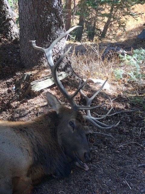 Colorado 2020 Elk #3.jpg