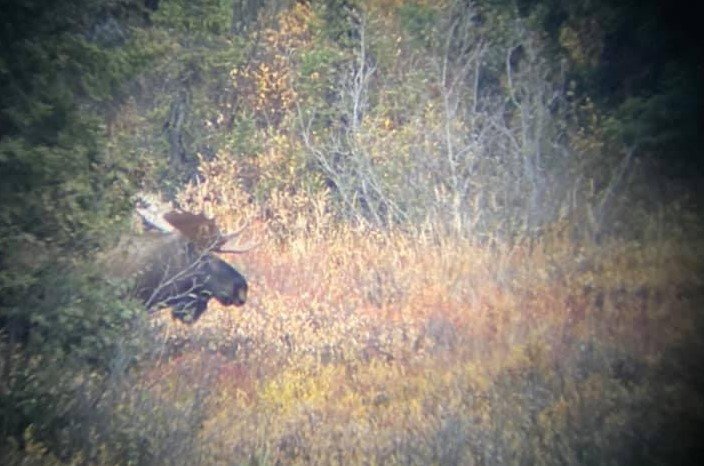 moose.JPG moose.JPG