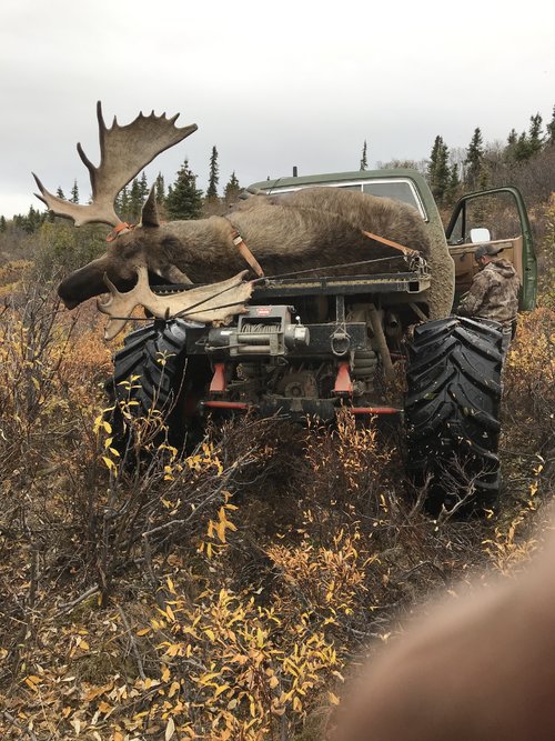 packing big moose.JPG packing big moose.JPG