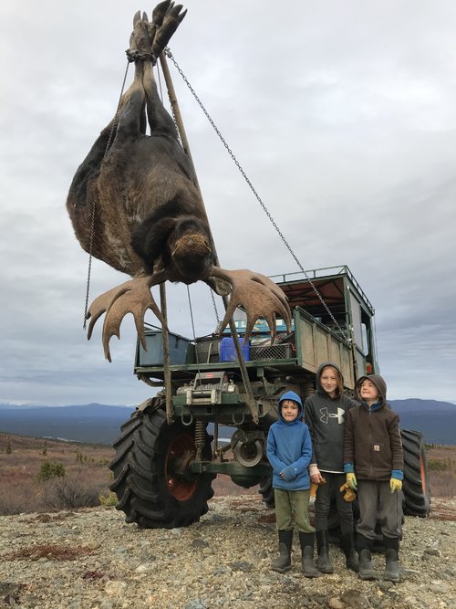 Moose, hang them high.JPG Moose, hang them high.JPG