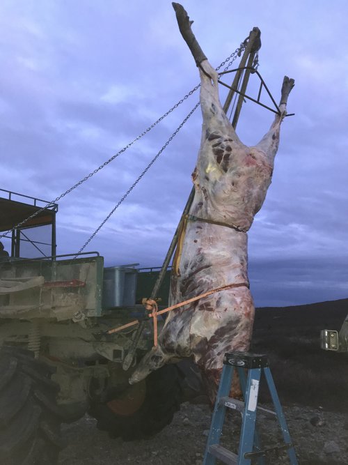 moose hoist.JPG moose hoist.JPG