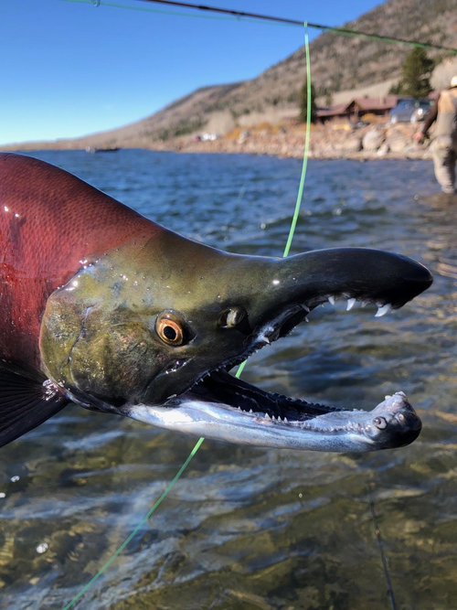 Troy Adams 10-21-20C.jpg