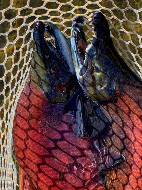 Troy Adams 10-21-20B.jpg