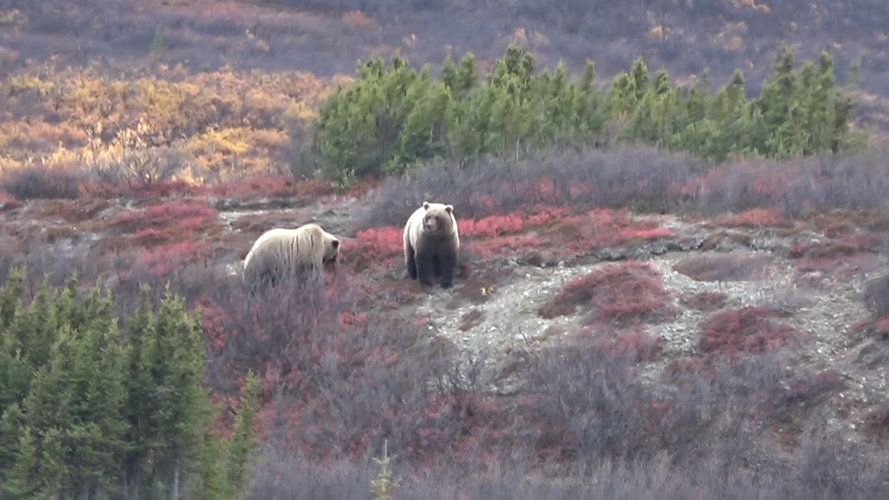 bear.jpg bear.jpg