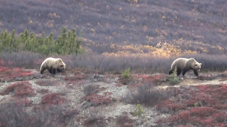 bear 1.jpg bear 1.jpg