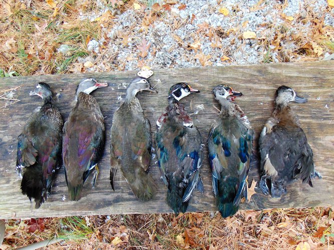 Ducks from Kreiner Lake (4).JPG