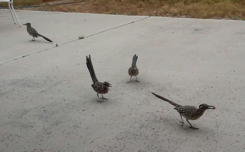 CLUSTER OF ROADRUNNERS.jpg