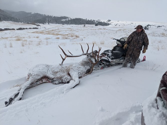 sled elk.jpg sled elk.jpg