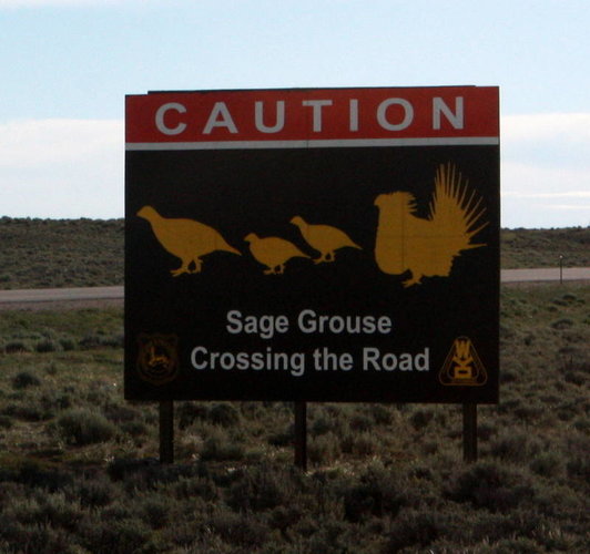 sagegrouse.jpg