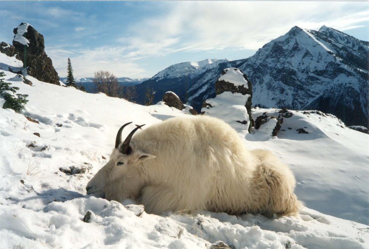 Montana Mountain Goat.jpg