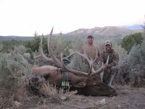 Bull1(2).jpg