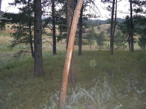 elk 012.JPG