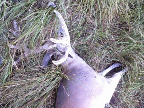 deaddeer.jpg deaddeer.jpg