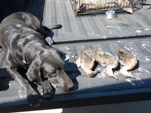 Teal 2011 003.jpg