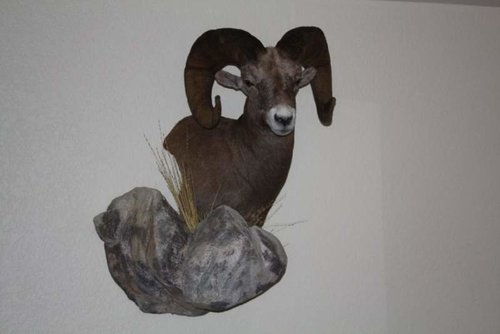 bighorn sheep mount 001.jpg