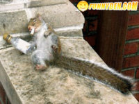 squirrel drunk.jpg