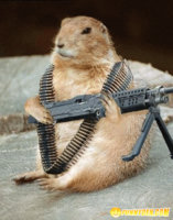 squirrel and gun.jpg